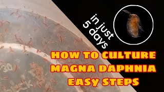 How to Culture Magna Daphnia Easily [upl. by Byler411]