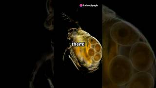 How to culture Daphnia for your Aquarium [upl. by Paten]