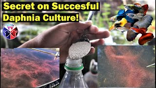 How to Culture Daphnia Successfully [upl. by Tiersten]