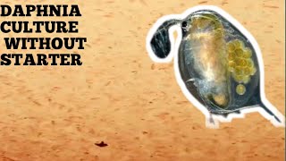 HOW TO CULTURE DAPHNIA NATURALLY WITHOUT A STARTER [upl. by Musser246]