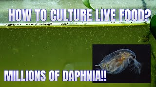 How to Culture Daphnia Secret Method to Breed MILLIONS  Simply Aquatic [upl. by Donoho852]