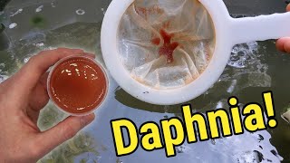 How I Culture Daphnia In Outdoor Tubs [upl. by Rebna947]