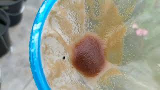 How to culture daphnia moina in a small container Part 1 English Subtitle [upl. by Etnoled498]