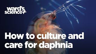 How to Culture and Care for Daphnia [upl. by Alimhaj]