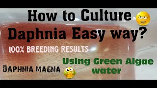 Daphnia MagnaHow to Culture Daphnia Easy wayCulturing Daphnia using Green water Daphnia [upl. by Bellina]