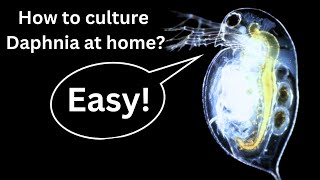 BEST Live Fish Food Beginner guide How to Culture Daphnia at home [upl. by Atteuqehs]