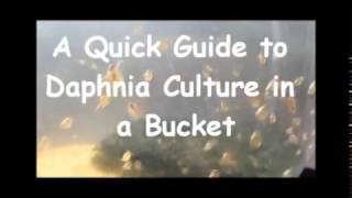 How to culture daphnia outside [upl. by Namzzaj]