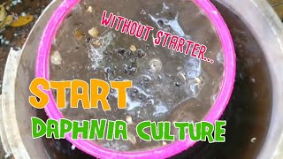 How to culture daphnia moina the easy way 1  Starting the Daphnia culture [upl. by Latta]