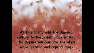 Daphnia  How to grow daphnia in your home [upl. by Norab972]