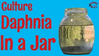 How to Culture Daphnia in a Jar [upl. by Eadmund]