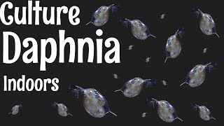 How to Culture Daphnia [upl. by Chace]