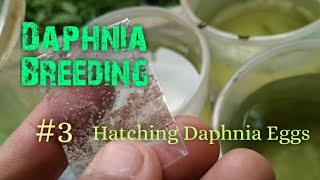 Daphnia Culture made simple and easy 3  Hatching Daphnia eggs [upl. by Alesiram77]