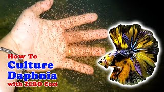 How to Culture Daphnia with ZERO Cost  Unlimited Live Food For Our Fish [upl. by Ahc256]