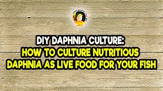 DIY Daphnia Culture How to Culture Nutritious Daphnia as Live Food for Your Fish [upl. by Condon]