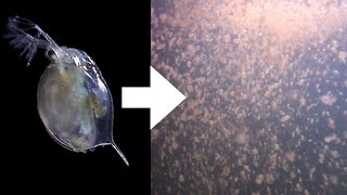 How I Culture Daphnia [upl. by Odrareg]