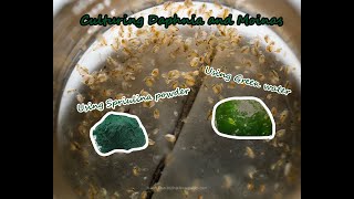 How To Culture Daphnia and Moinas using Green Water Spirulina powder [upl. by Egerton]