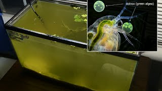 Raising Daphnia for the Freshwater Aquarium [upl. by Novelc543]