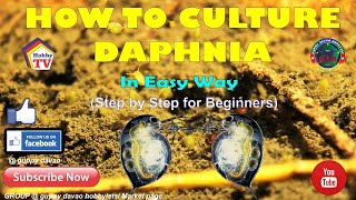 HOW TO CULTURE DAPHNIA In Easy Way [upl. by Hunter]